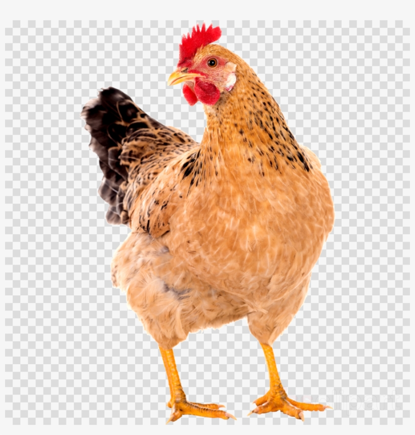 Chicken Pic Png Clipart Leghorn Chicken Clip Art - Hen Chicken Hen Png, transparent png #6035095