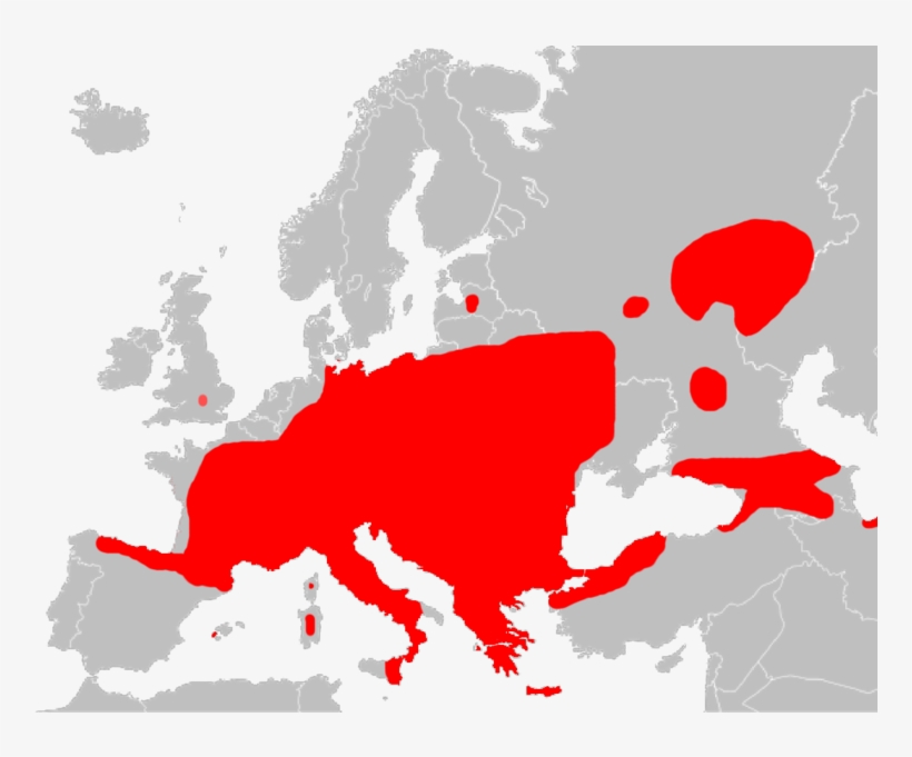 Unikeon Levinneisyys - Glis Glis Uk Distribution, transparent png #6037124