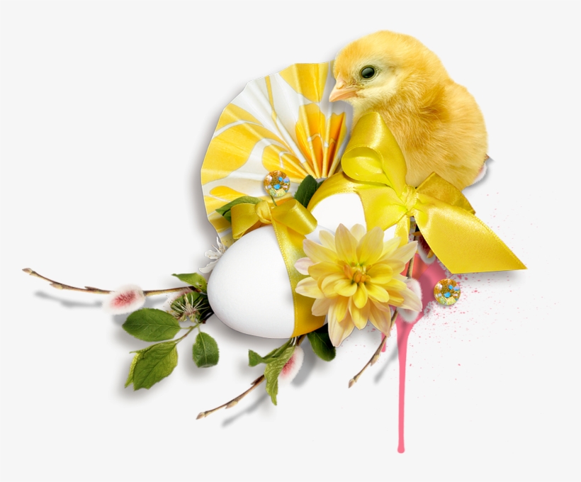 Duck, transparent png #6039738