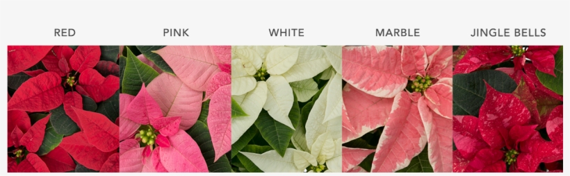Wholesalepoinsettias Poinsettiacolours - Poinsettia, transparent png #6046348