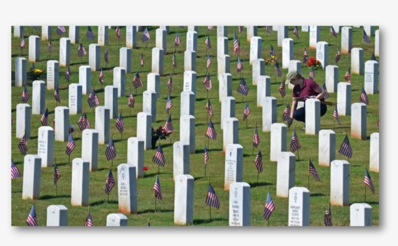 Grass, transparent png #6049501