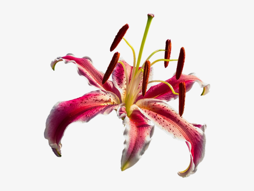 Lirio Vermelho Png, transparent png #6051101