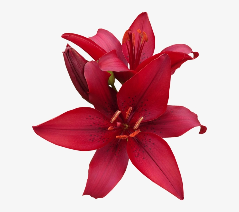 Red Lilies - Flower, transparent png #6051331
