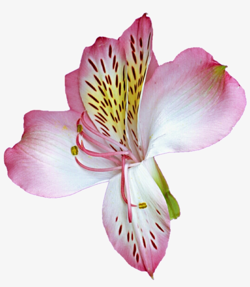 Lily Transparent Pink Png Royalty Free Library - Astro Lily, transparent png #6051642