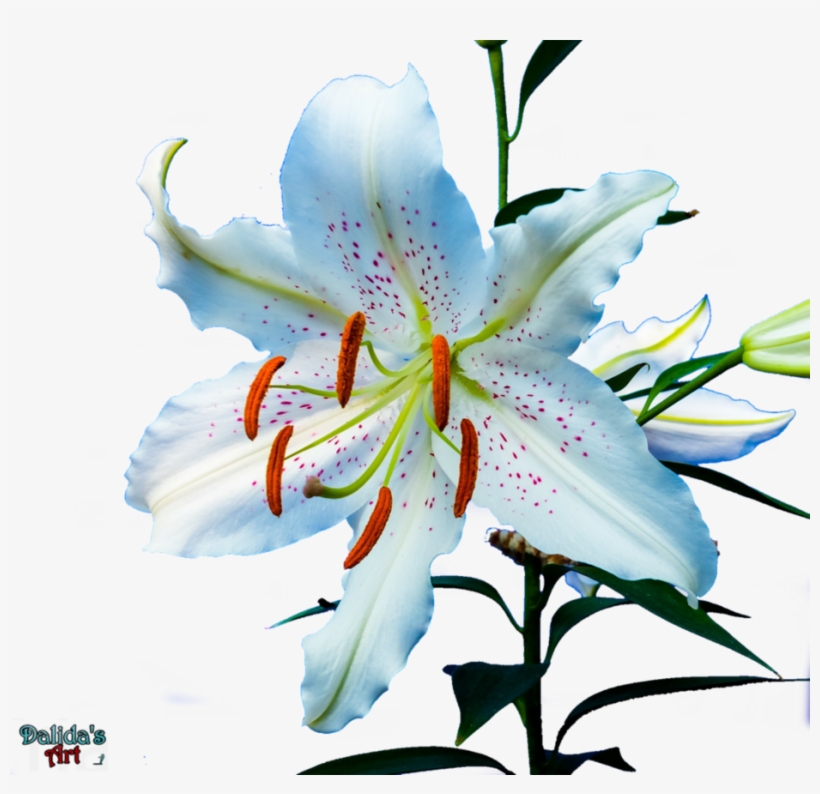 Flower Stargazer Daylily Golden Rayed Goldenrayed - Check & Debit Card Register [book], transparent png #6051925