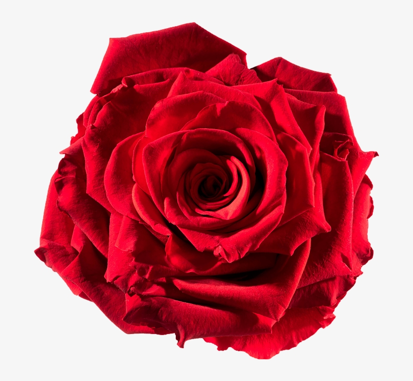 Preserved Rose Red-passion - Rose Cut Out, transparent png #6054097