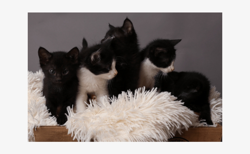 Photo Of Jackson Storm Nc689 - Black Cat, transparent png #6056953