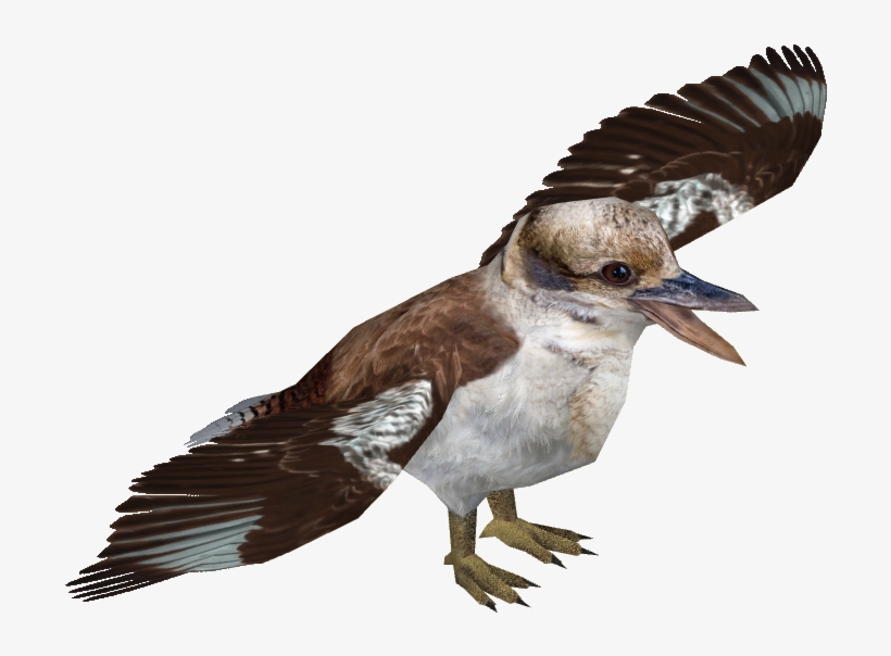 Laughing Kookaburra - Kookaburra Png, transparent png #6057184