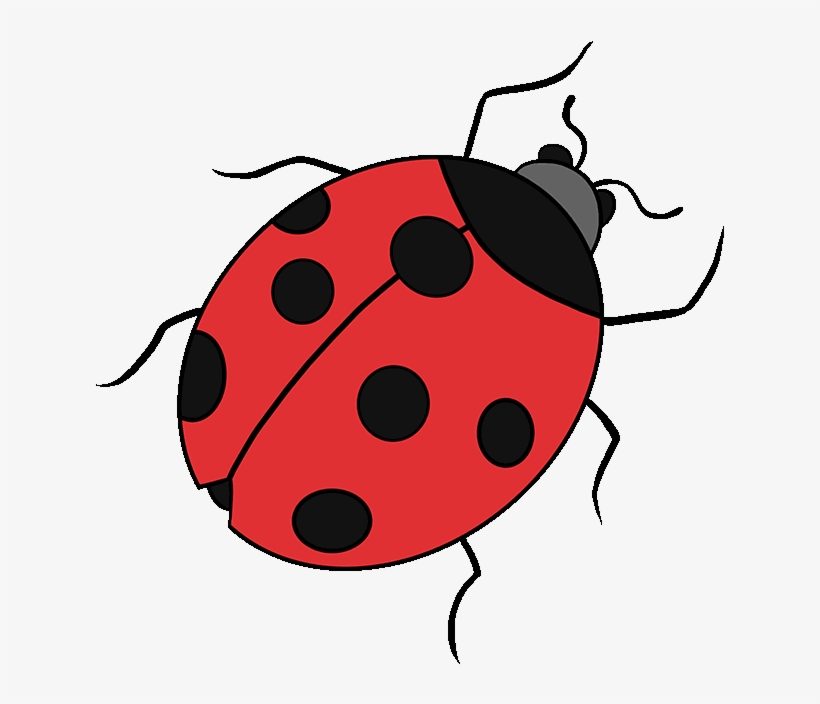 How To Draw Ladybug - Easy Drawings Of Ladybugs, transparent png #6058099