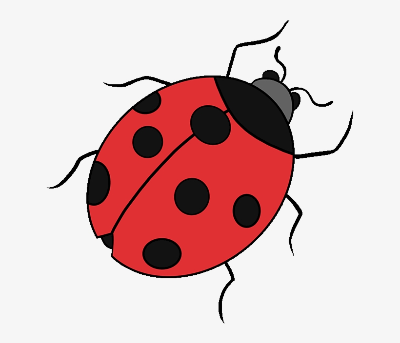 How To Draw Ladybug - Easy Drawings Of Ladybugs, transparent png #6058099