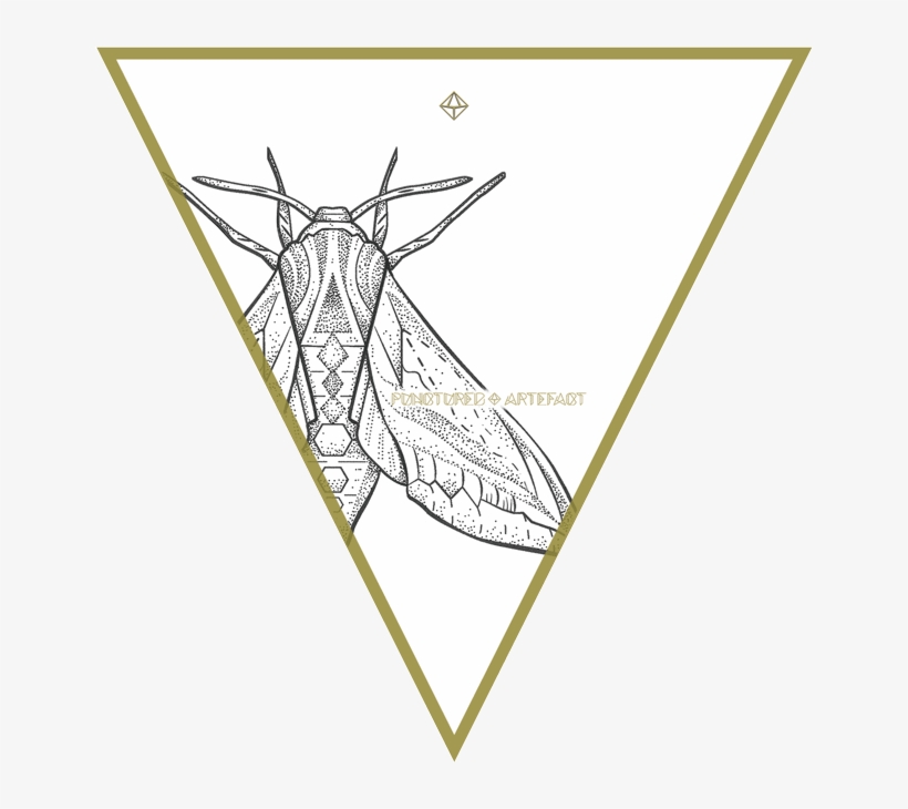 Shop - Net-winged Insects, transparent png #6058376
