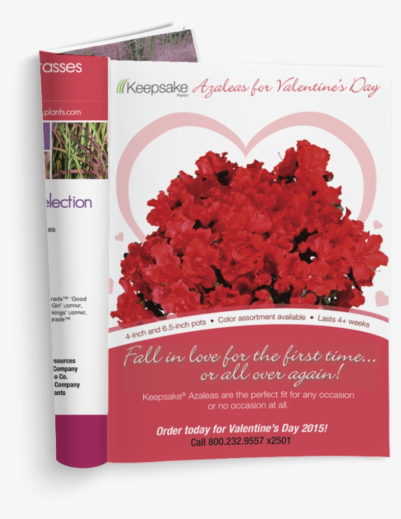 Submit A Comment Cancel Reply - Mountain Laurel, transparent png #6059103