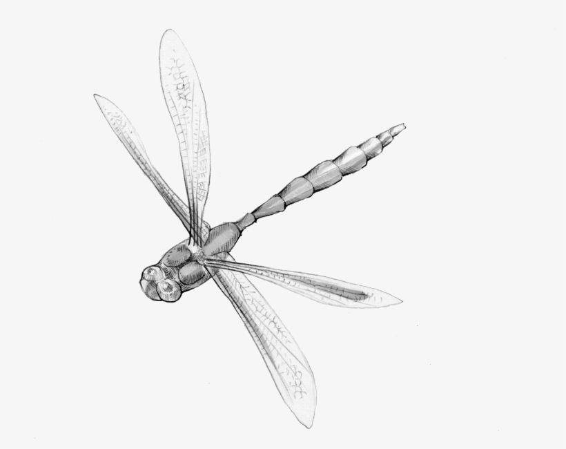 Image Royalty Free Library Insect Animal Magic Poems, transparent png #6065381