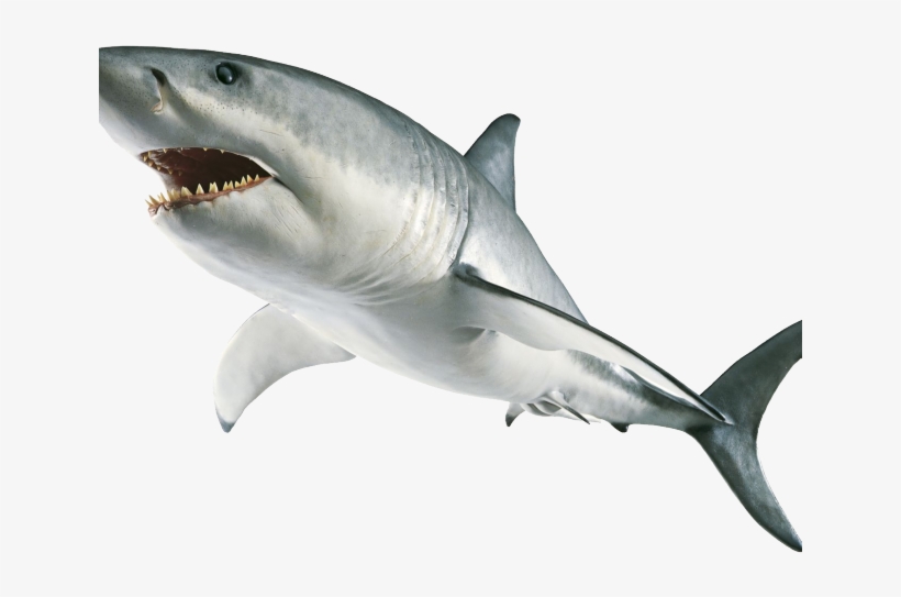 Hammerhead Shark Clipart Transparent Background - Shark Book, transparent png #6065494