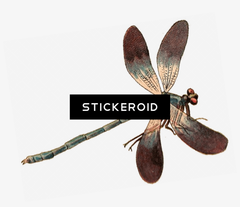 Single Dragonfly - Dragonfly, transparent png #6066033