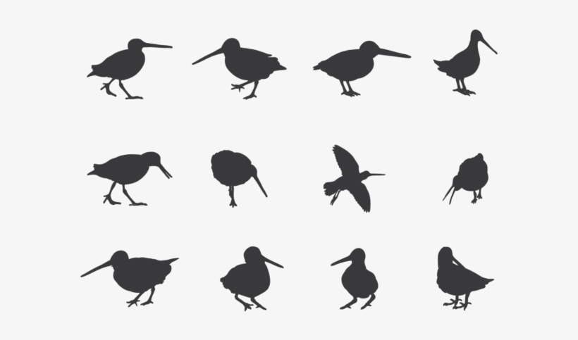 Snipe, transparent png #6070161