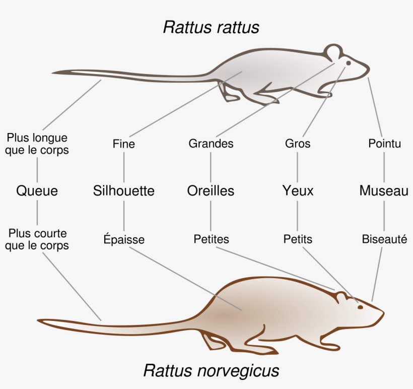 Open - Différence Entre Une Souris Et Un Rat, transparent png #6071194