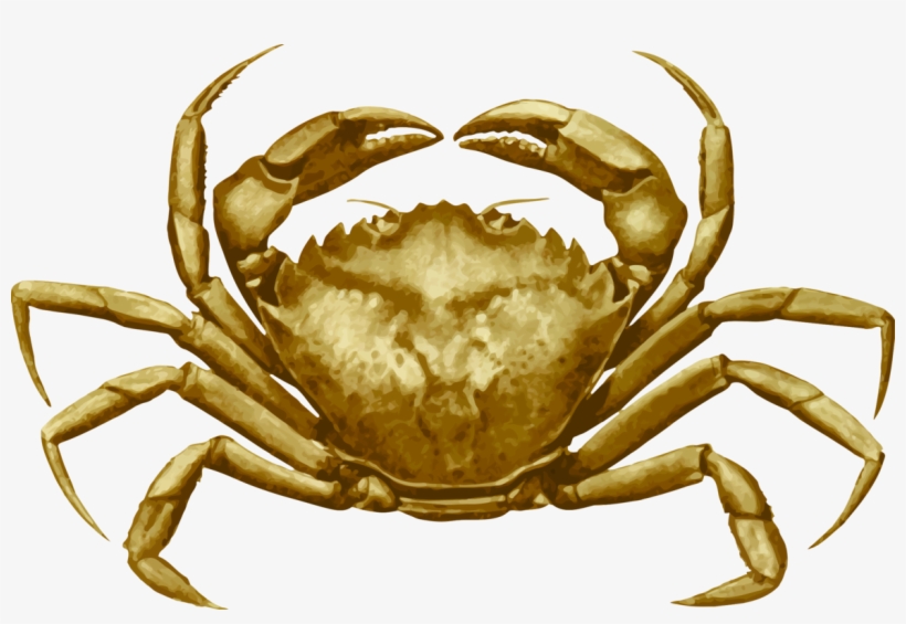 Dungeness Crab Freshwater Crab European Green Crab - European Green Crab Outline, transparent png #6075436