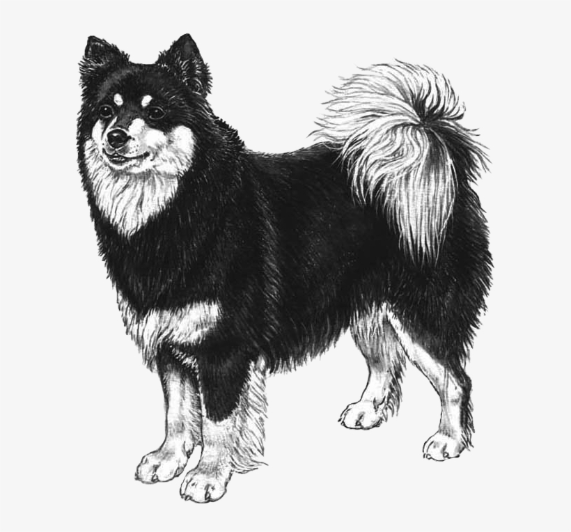 Finnish Lapphund Transparent, transparent png #6075704