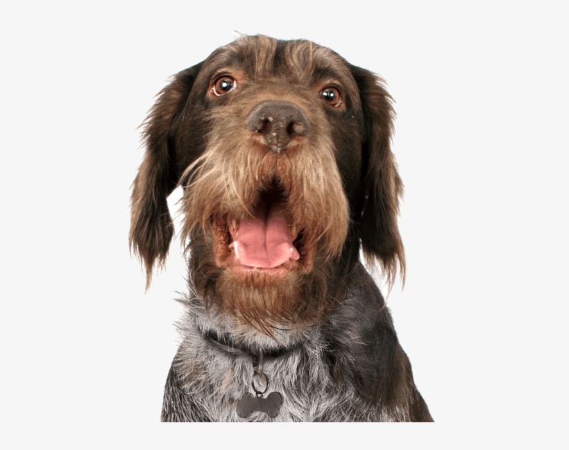 German Wirehaired Pointer, transparent png #6080407
