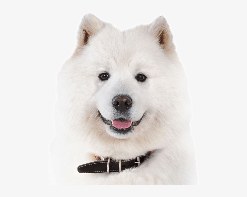 Samoyed - Canadian Eskimo Dog, transparent png #6080579