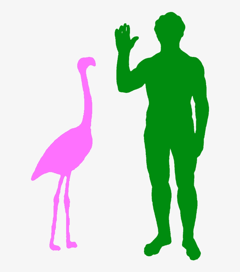 A Typical Greater Flamingo And A Human - Haast Eagle Size Comparison, transparent png #6080733