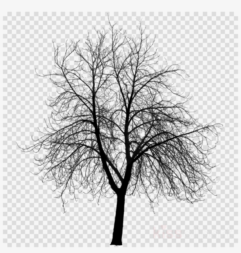 Creepy Tree Silhouette Png, transparent png #6081715