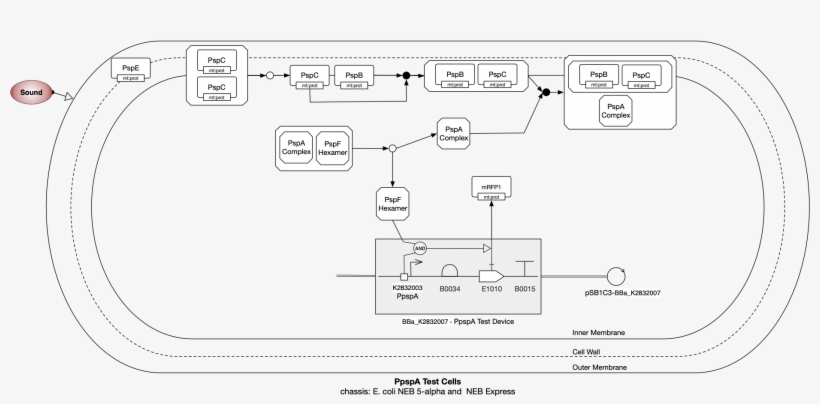 Biofab Collection - Diagram, transparent png #6089151