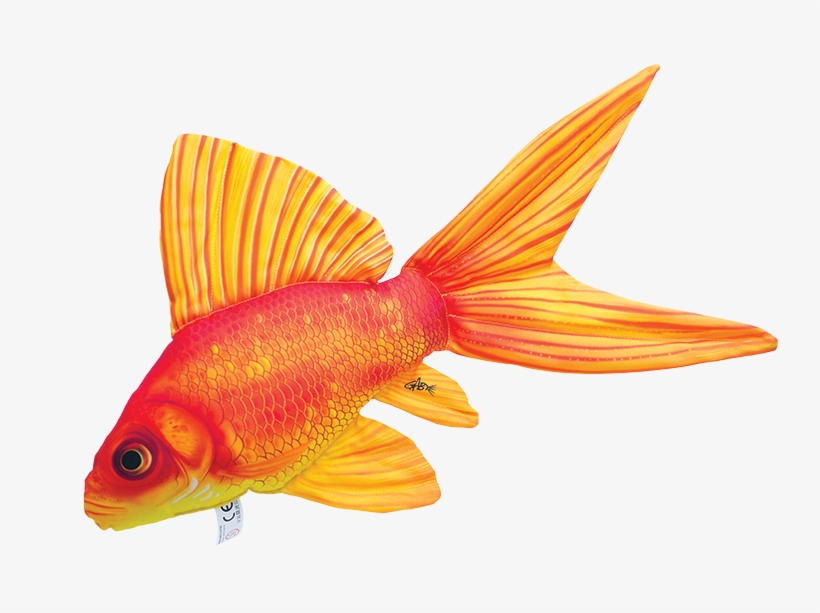 Goldfish Can Come In A Variety Of Shapes, Sizes And - Gaby Fish, transparent png #610119