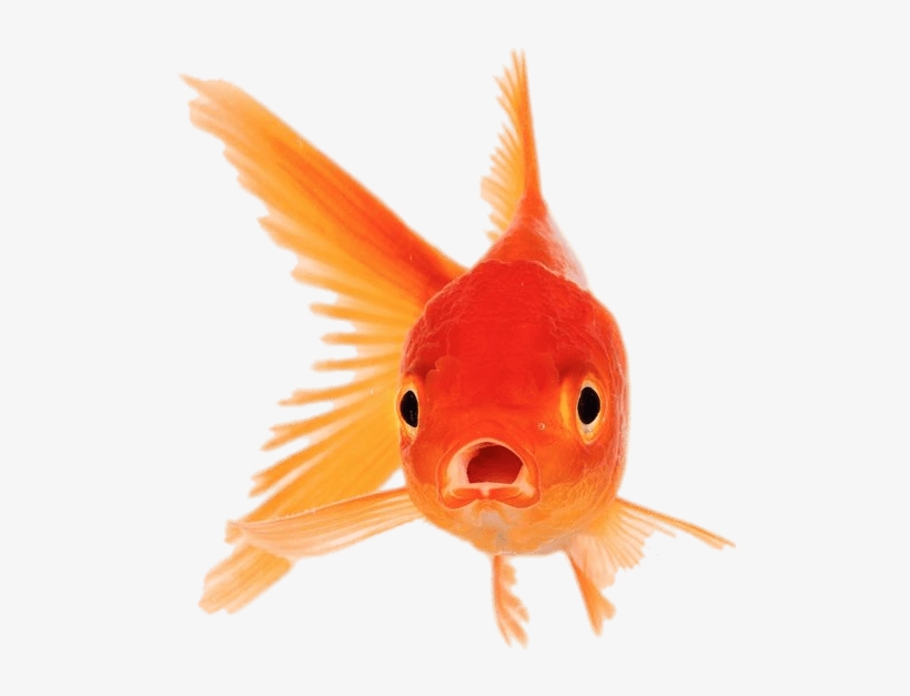 Goldfish With Mouth Open, transparent png #610293