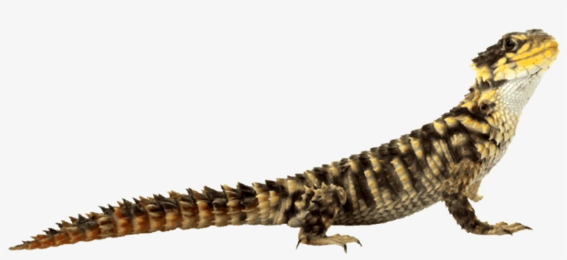 Lizard Png Image - Lizard Png, transparent png #611732