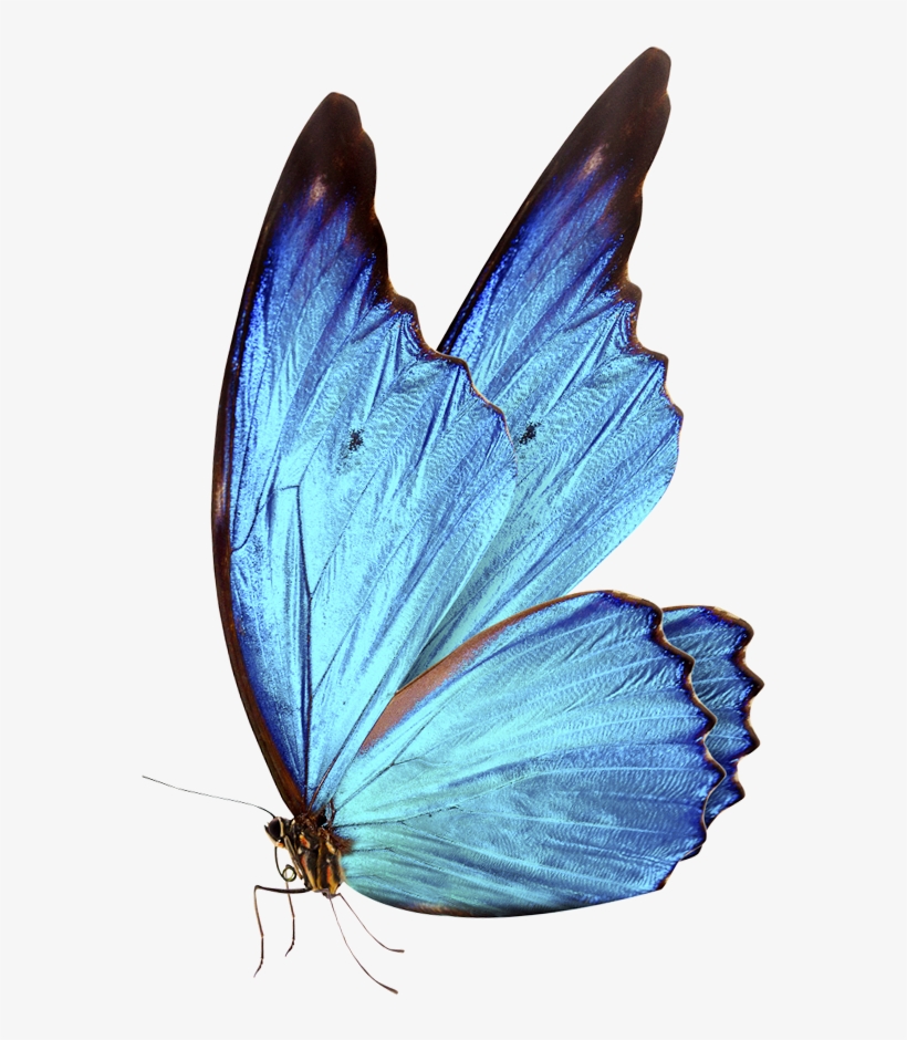 0 Bluebutterflyhouse Bluebutterflyhouse - Blue Butterflies Png, transparent png #611770