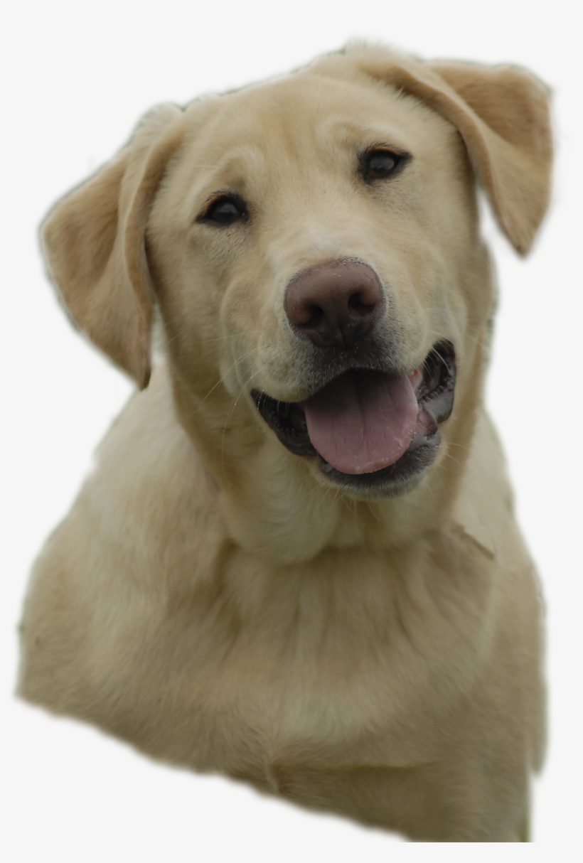 For Crying Puppy Clipart Viewing 19 Images For Crying - Free Clipart Yellow Lab, transparent png #612512