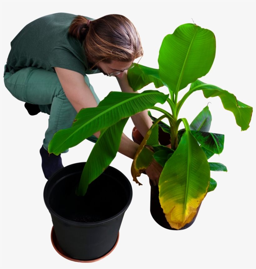 Replanting His Banana Trees Png Image - Skalgubbar Garden, transparent png #612669