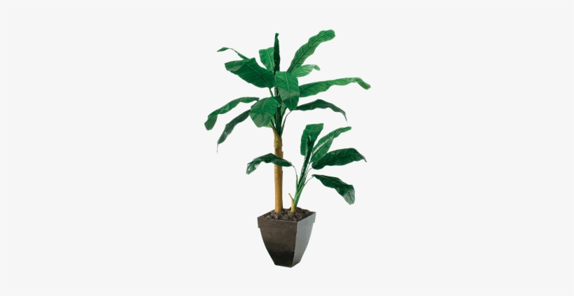 Silk Double Banana Tree - Brook Furniture Rental, transparent png #612761