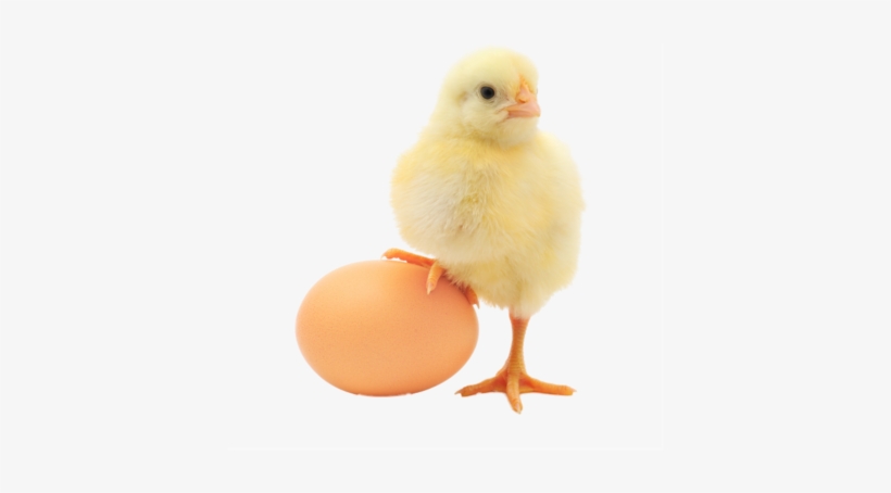 Baby Chicken Png Transparent Image - Handbook Of Poultry Nutrition (first Edition-2017), transparent png #612812