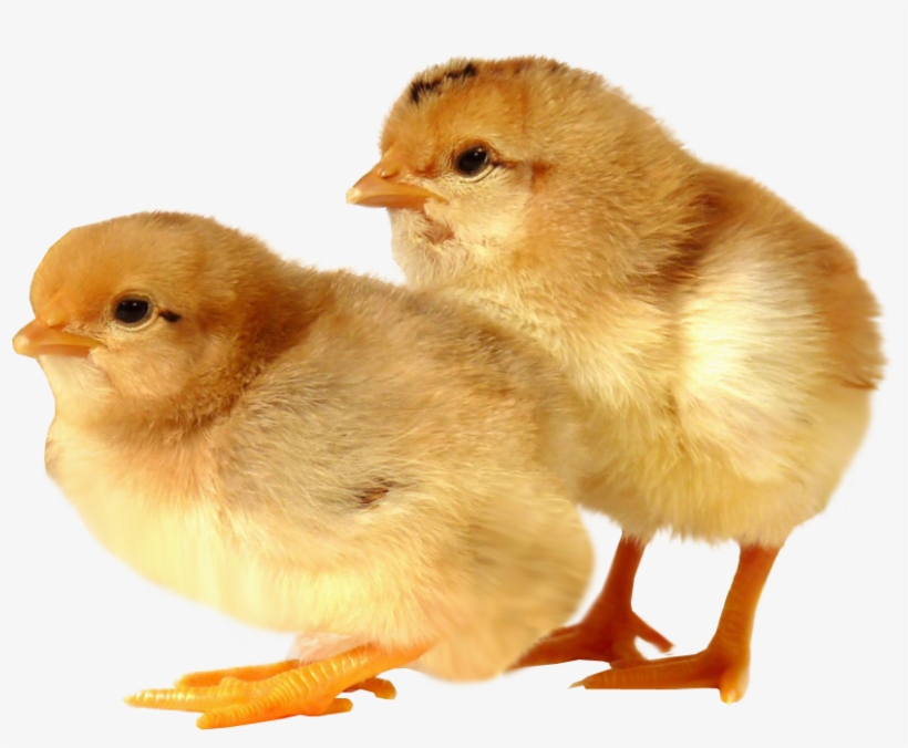 Baby Bird Transparent Background, transparent png #612860