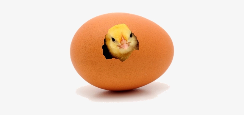 Egg Chick, transparent png #613096