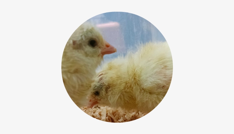 Baby Chicks - Poultry, transparent png #613360