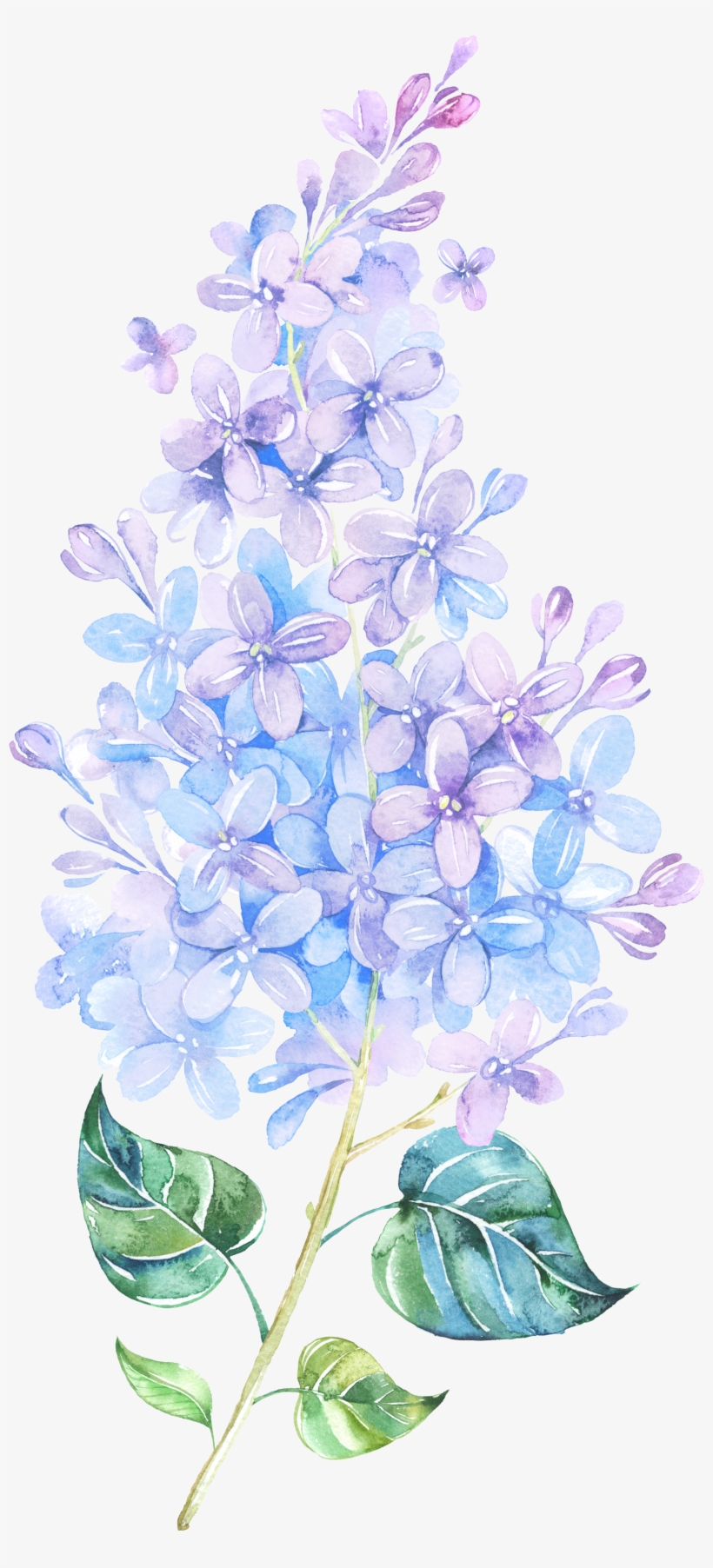 Picture Freeuse Library Flower Lilac Painting Purple - Lilacs Drawing, transparent png #613453