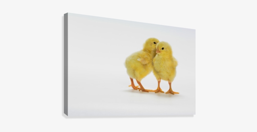 Baby Chickens - Yellow Chicks, transparent png #613851