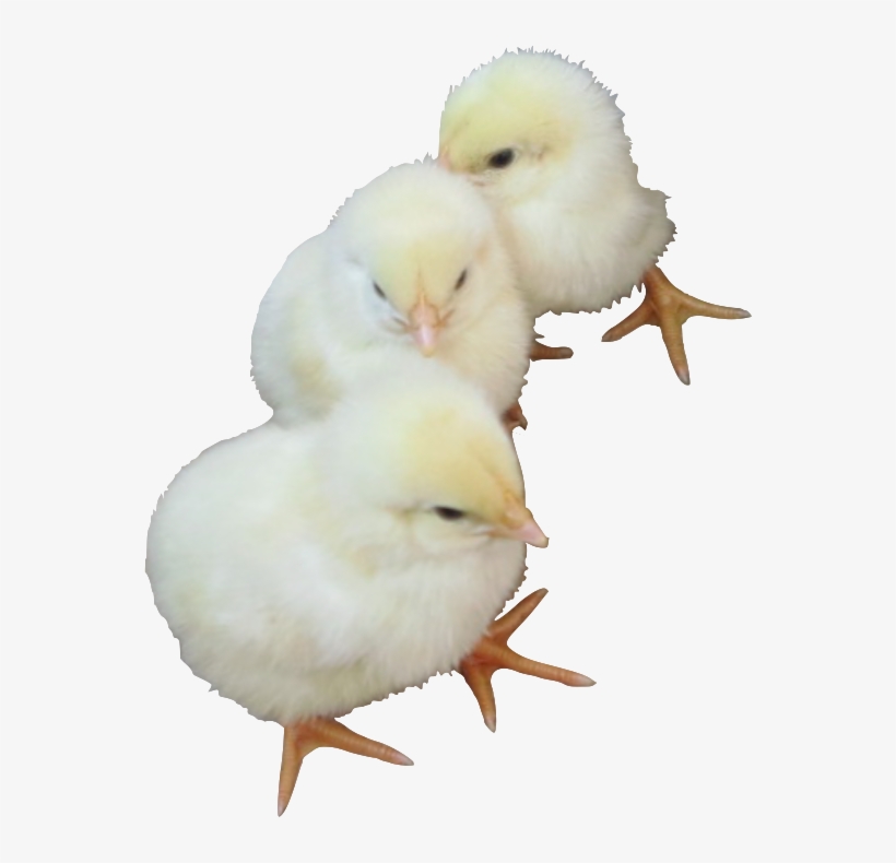 Baby Chicks - Chicken, transparent png #613925