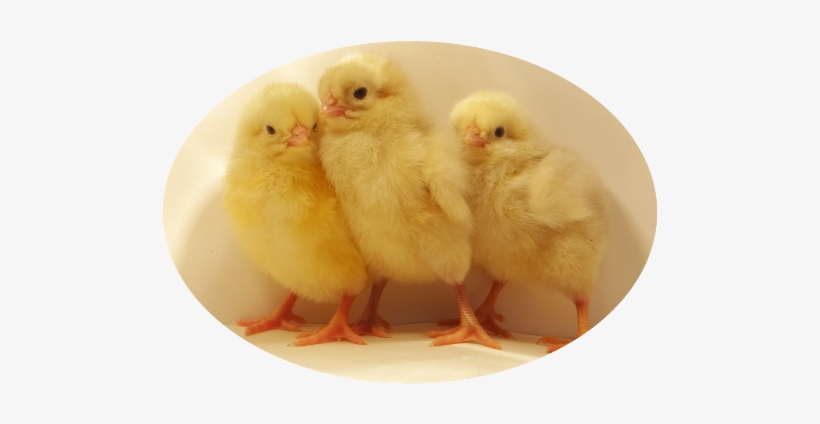 White Plymouth Rock Baby Chicks - Plymouth, transparent png #614211