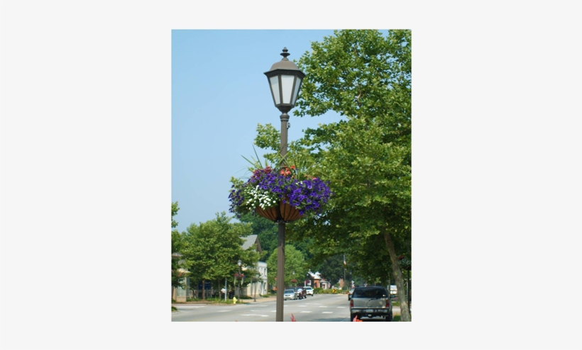 Flowering Lamppost Baskets On Main Street - Tree, transparent png #615301