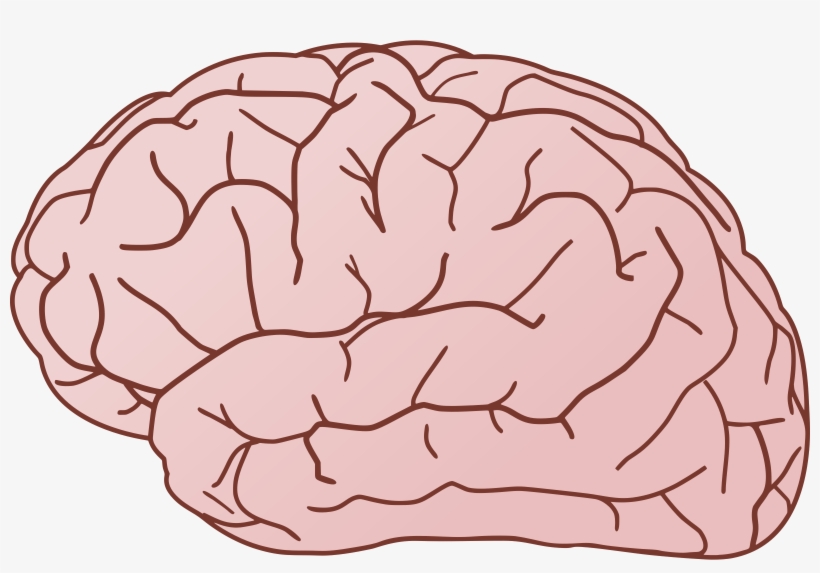 Png Library Library Brain Clipart No Background - Brain Clipart, transparent png #617572