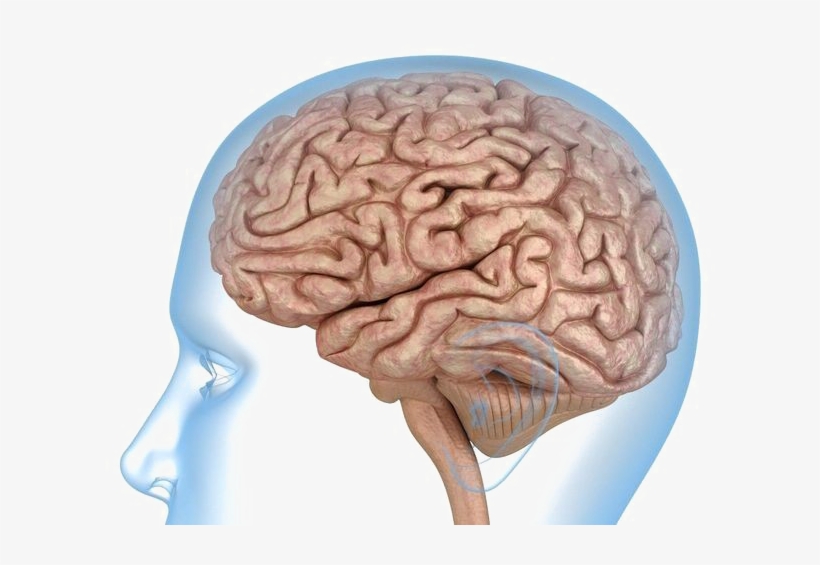 Brain Transparent Images - Transparent Images Of A Brain, transparent png #617592