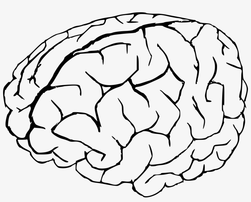 Clip Art Royalty Free Library Clipart - Brain Drawing, transparent png #618204