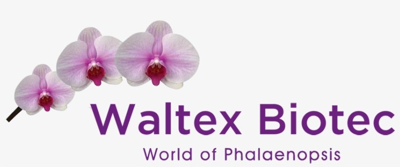 Moth Orchid, transparent png #6102967