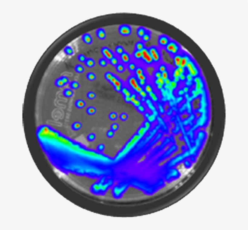 Bioware Bioluminescent Bacteria - Listeria Monocytogenes Png, transparent png #6109436