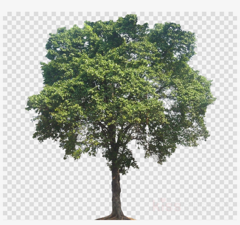 Elm Tree Png Clipart Tree Sycamore Maple - Mexican Pinyon, transparent png #6123576